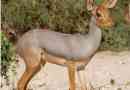 Beira - kiskelet-afrikai antilop